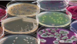 Антибактериальное действие полупроводникового лазера в отношении бактерий S. aureus и P. aeruginosa, ведущих возбудителей остеомиелита