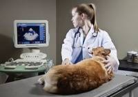 Применение в ветеринарии в программе для цифровой рентгенографии Image Suite версии 4.0