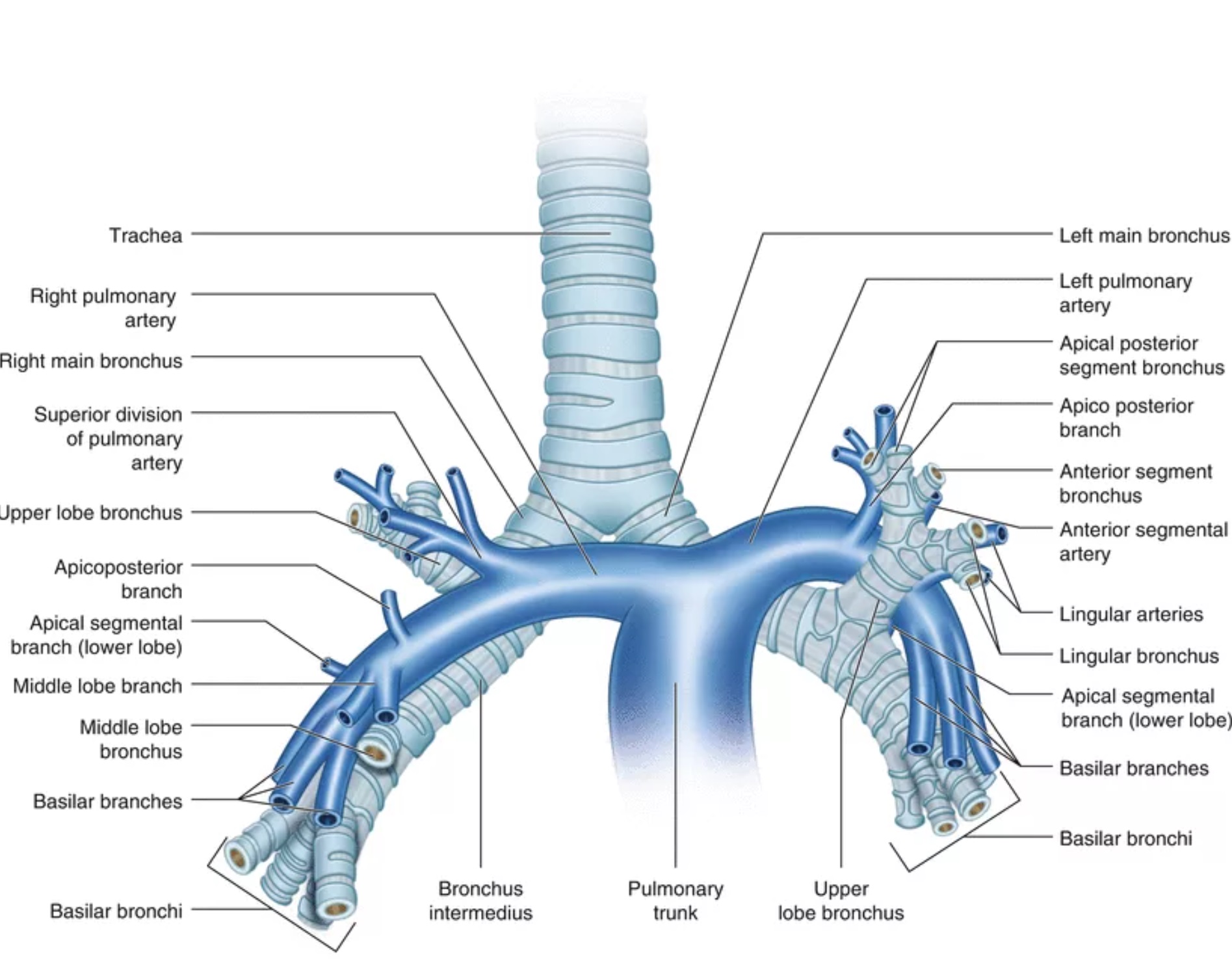 Ветви в легких. Ветви легочной артерии анатомия. Сегменты легочной артерии кт. Ветви легочной артерии на кт. Ветви правой легочной артерии схема.
