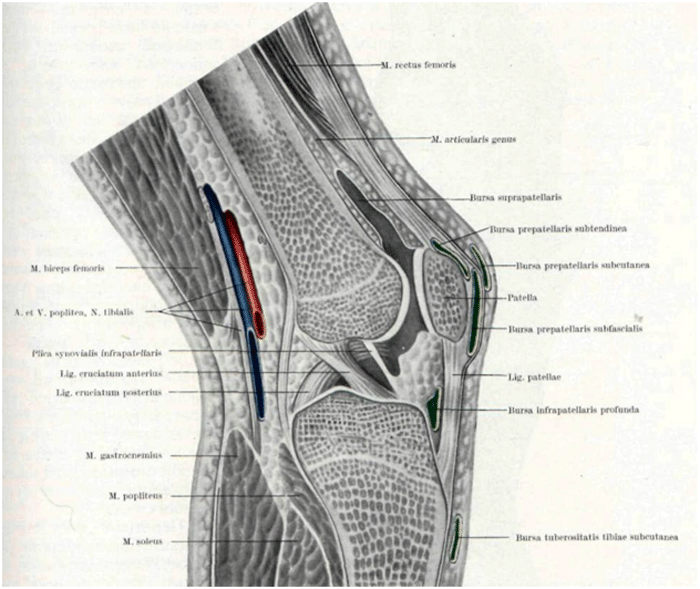 Строение коленки у человека фото