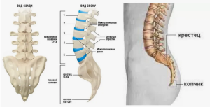 Переходные пояснично-крестцовые позвонки: распространенность различных типов и подтипов патологии (обзор литературы)