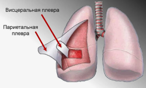 Кортикальный