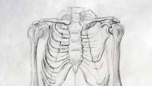 Суставные поверхности плечевого сустава