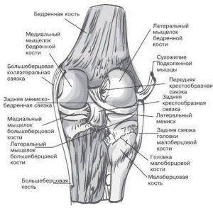 Способ определения изометричности расположения бедренного и большеберцового тоннелей до их формирования при пластике передней крестообразной связки
