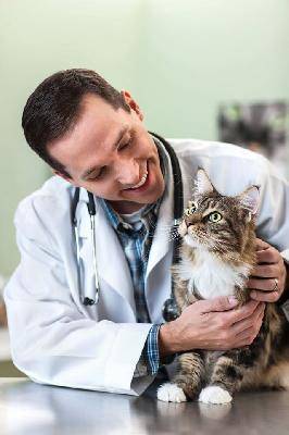 Рентген помогает выявить елочные украшения в желудке у кошек