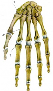 Определение референтных линий и углов длинных трубчатых костей
