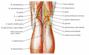 Ротационная стабильность коленного сустава во время разгибания