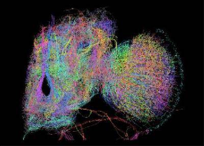 Рентгеновская кристаллография позволила создать модель нейронных связей