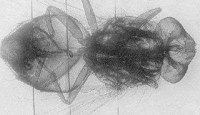 Создана рентген-установка, позволяющая визуализировать строение насекомых