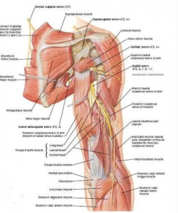 Особенности хирургической анатомии лучевого нерва на уровне плеча
