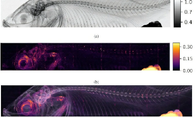 Новый метод рентгеновской съёмки позволяет получить три типа контраста за один снимок 
