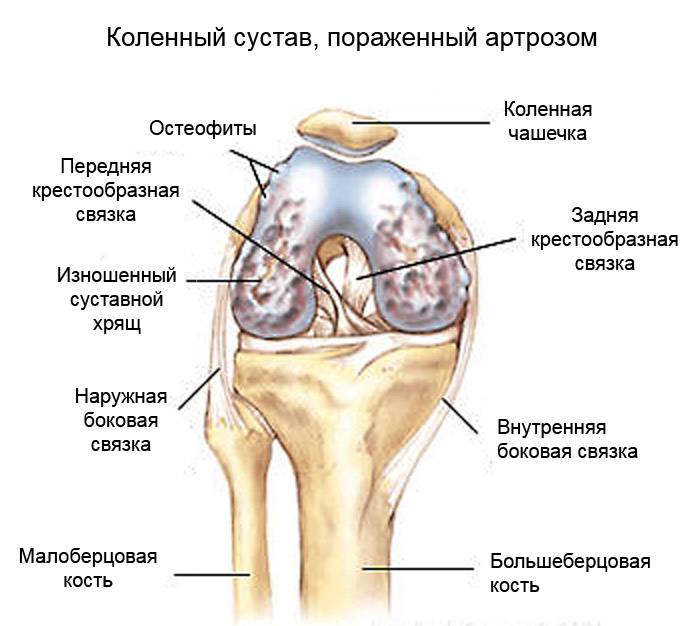 Как выглядит коленный сустав человека МосРентген Центр 84952255568 рентген на дому врачи из Склифа 24ч