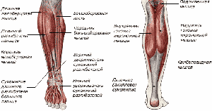 Динамическое обследование коленного сустава при внутренней ротации