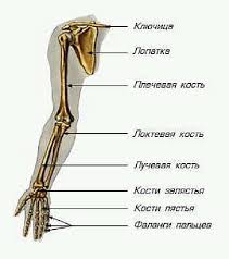 Мышцы - ротаторы плеча
