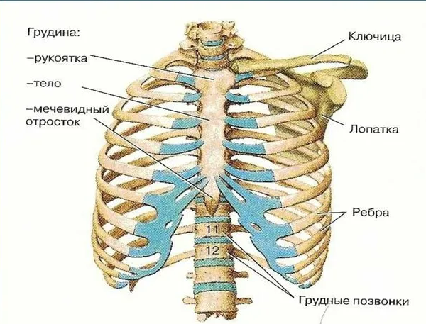 Кости грудной клетки Грудина