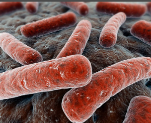 Mycobacterium abscessus как возбудитель перипротезной инфекции 