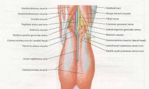 Обеспечение ротационной стабильности коленного сустава при разгибании