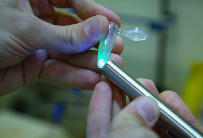 Разработан эффективный метод получения перовскитных кристаллов для рентген-детекторов нового поколения