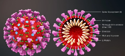 Обнаружен белок, который блокирует инфекцию коронавируса