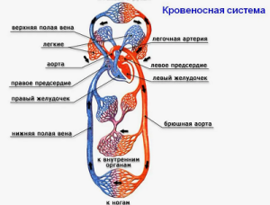 Олигемия