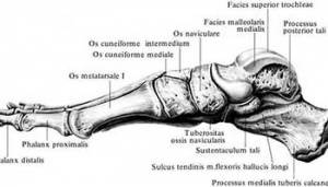 Абдукторы-пронаторы стопы: малоберцовые мышцы