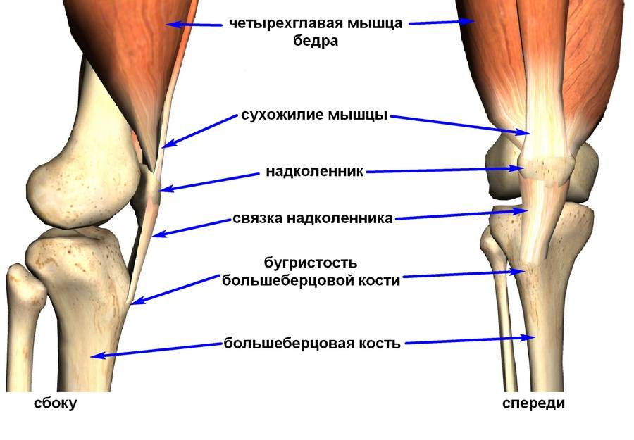 Мыщелок колена