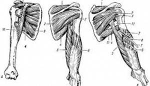 Внутрисуставное расположение сухожилия двуглавой мышцы плеча