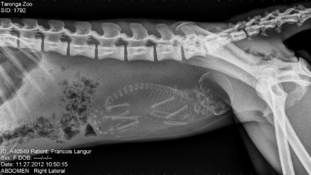 Рентген беременных животных