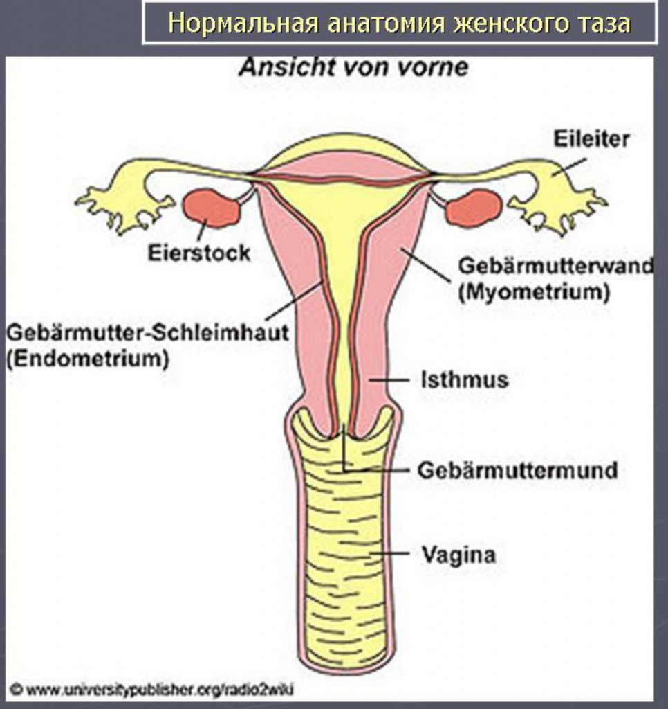 Нормальная анатомия женского таза