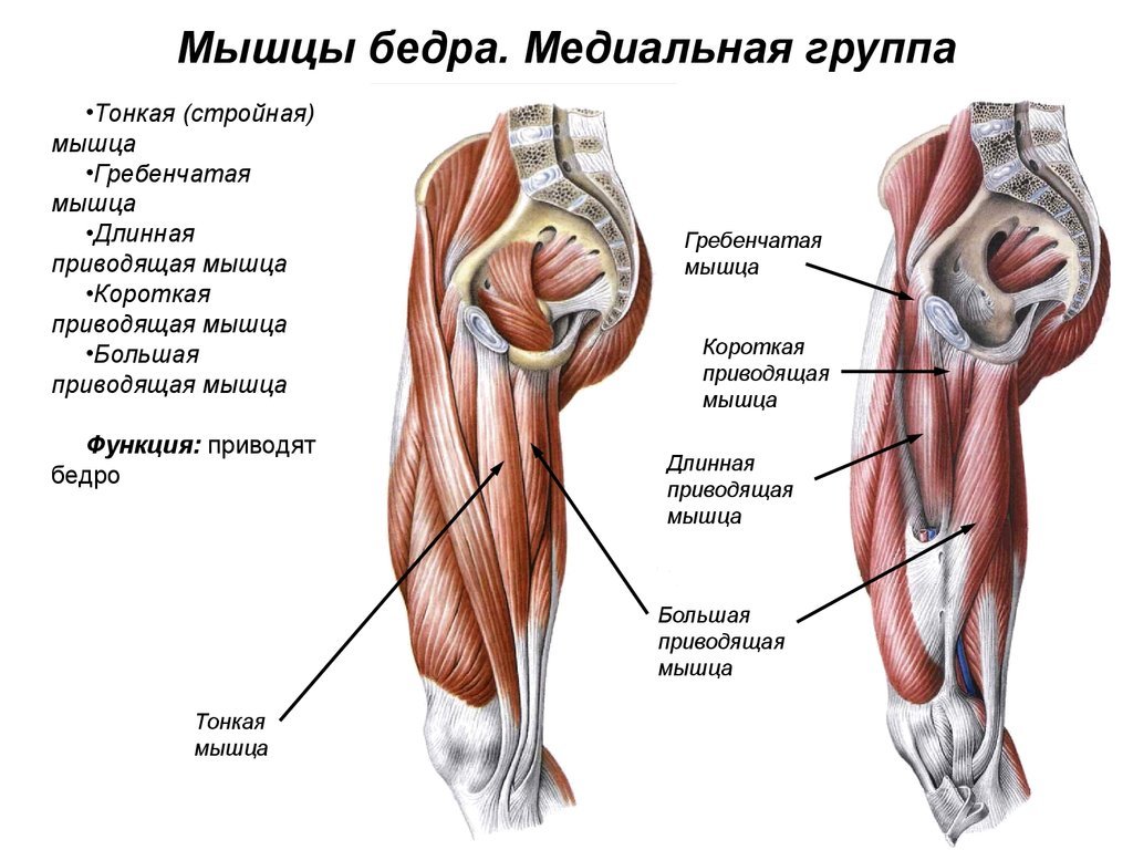 Бедро часть тела человека. Анатомия мышц бедра человека передняя группа. Мышцы бедра передняя задняя медиальная группа. Медиальная группа мышц бедра анатомия. Мышцы передней поверхности бедра анатомия.