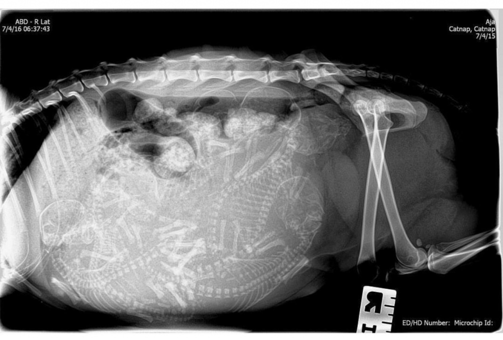 Рентген беременных животных
