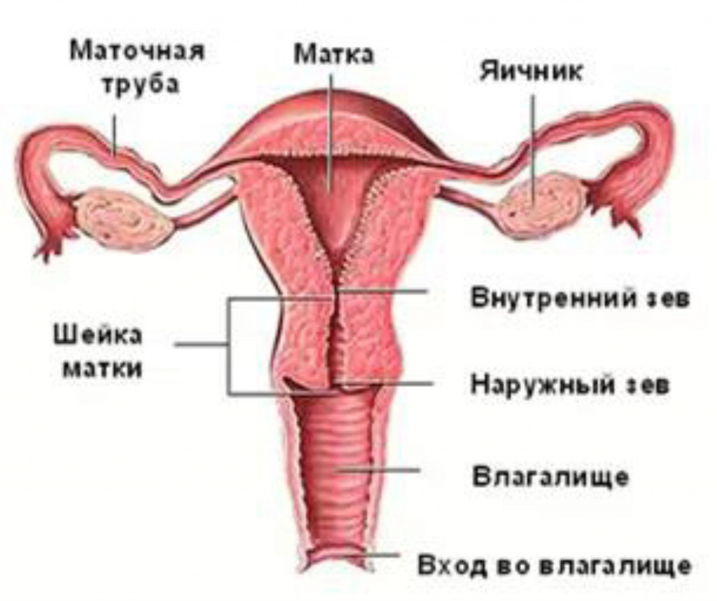 Анатомия женской половой системы